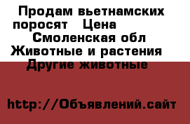 Продам вьетнамских поросят › Цена ­ 28 000 - Смоленская обл. Животные и растения » Другие животные   